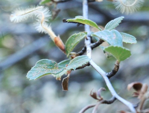 Cercocarpus betuloides (Birchleaf Mountain Mahogany) (alternate view 2)