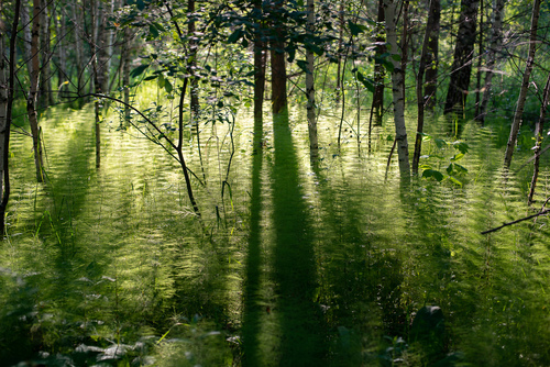 Equisetum sylvaticum (wood horsetail)