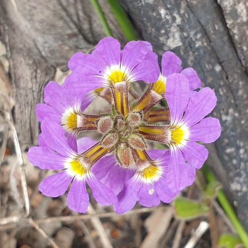 Scaevola aemula (Fairy Fan-flower) (alternate view 4)