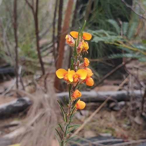 Dillwynia sericea (showy parrot-pea) (alternate view 8)