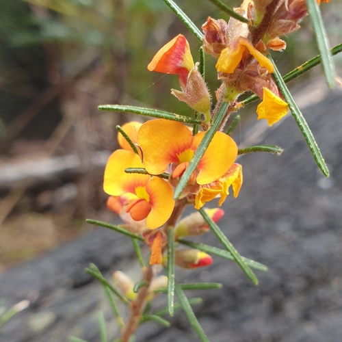 Dillwynia sericea (showy parrot-pea) (alternate view 9)