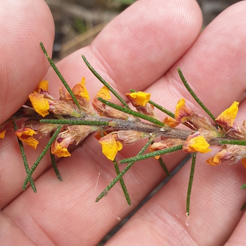 Dillwynia sericea (showy parrot-pea) (alternate view 10)