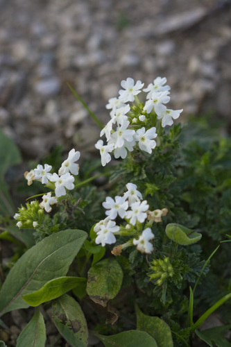 Glandularia × hybrida (garden verbena) (alternate view 9)