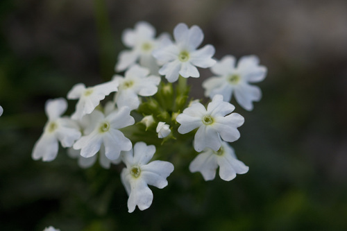 Glandularia × hybrida (garden verbena) (alternate view 8)