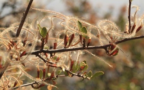 Cercocarpus betuloides (Birchleaf Mountain Mahogany) (alternate view 3)