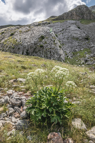 Heracleum sphondylium (hogweed)