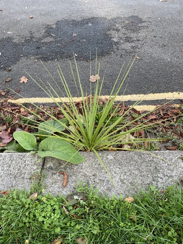 Cordyline australis (New Zealand cabbage tree) (alternate view 5)