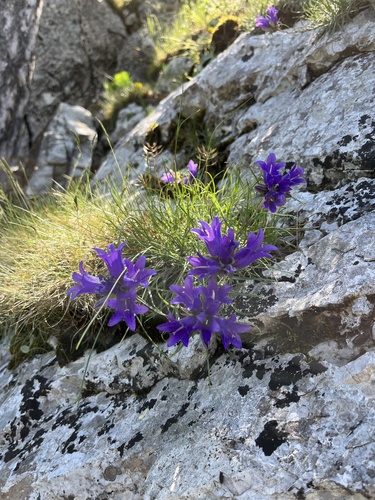 Edraianthus graminifolius (Grassy Bells)