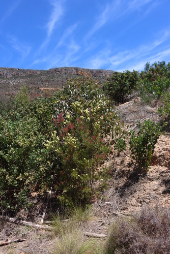 Melaleuca salicina (Willow bottlebrush)