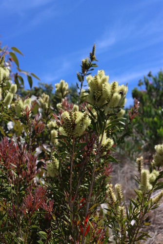Melaleuca salicina (Willow bottlebrush) (alternate view 3)