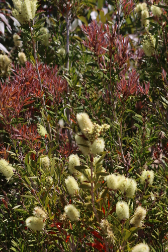 Melaleuca salicina (Willow bottlebrush) (alternate view 2)