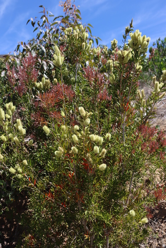 Melaleuca salicina (Willow bottlebrush) (alternate view 4)