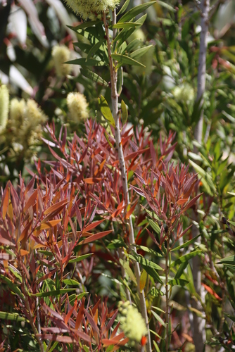 Melaleuca salicina (Willow bottlebrush) (alternate view 5)