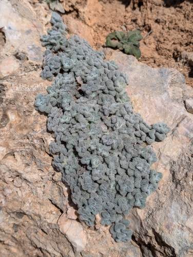 Origanum dictamnus (dittany of Crete) (alternate view 7)