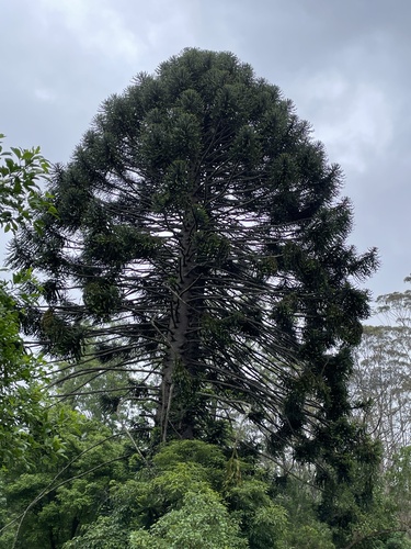 Araucaria bidwillii (Bunya Pine) (alternate view 4)