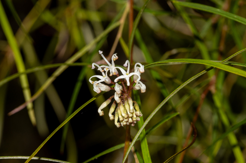 Grevillea linearifolia (White Spider Flower) (alternate view 3)