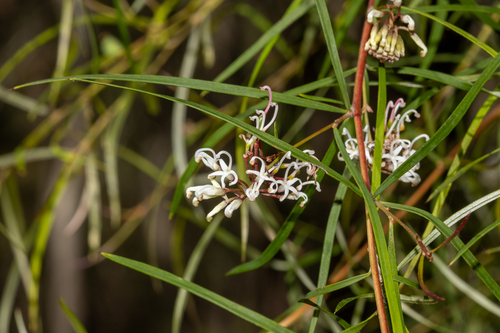 Grevillea linearifolia (White Spider Flower) (alternate view 4)