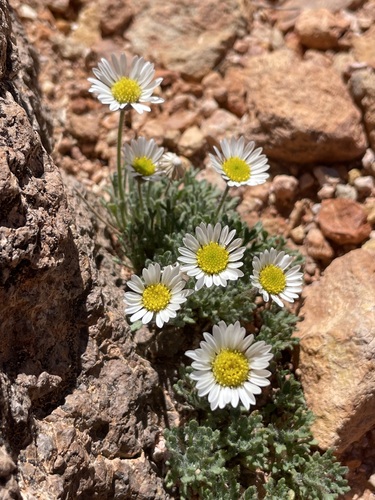 Erigeron compositus (cut-leaf fleabane) (alternate view 4)