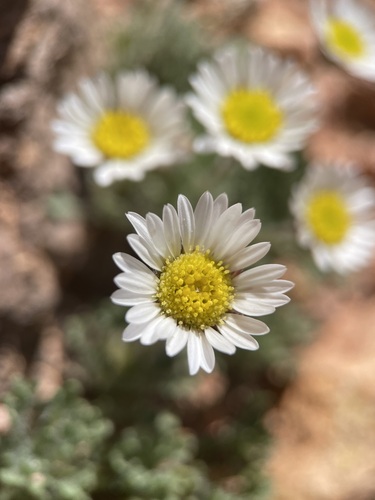 Erigeron compositus (cut-leaf fleabane) (alternate view 5)