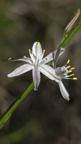 Caesia parviflora (Pale Grass Lily) (alternate view 5)