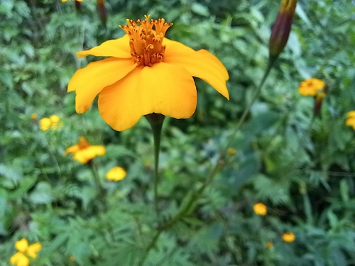 Tagetes erecta (Mexican Marigold)