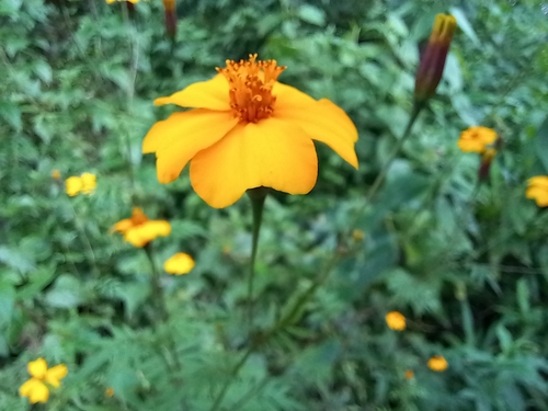 Tagetes erecta (Mexican Marigold) (alternate view 2)