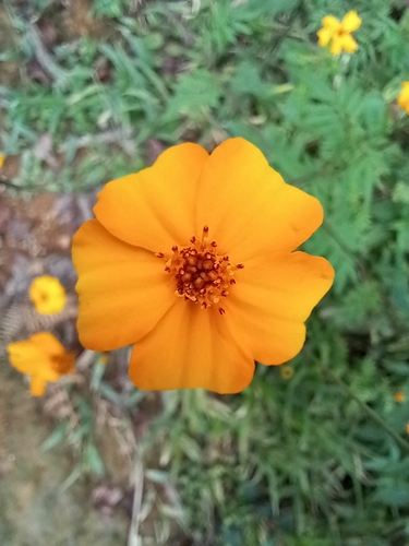 Tagetes erecta (Mexican Marigold) (alternate view 3)