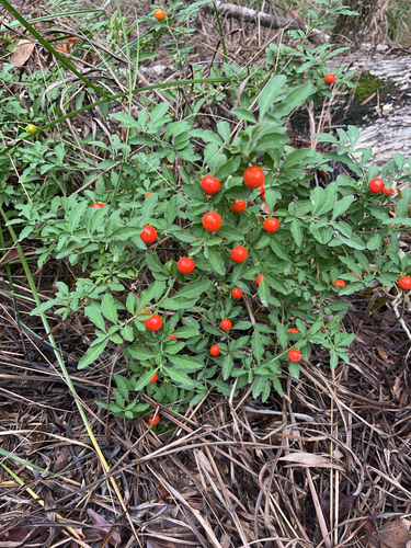 Solanum pseudocapsicum (Jerusalem cherry) (alternate view 2)