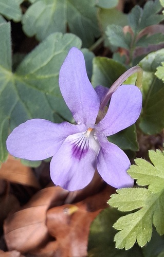 Viola reichenbachiana (Early Dog-violet)