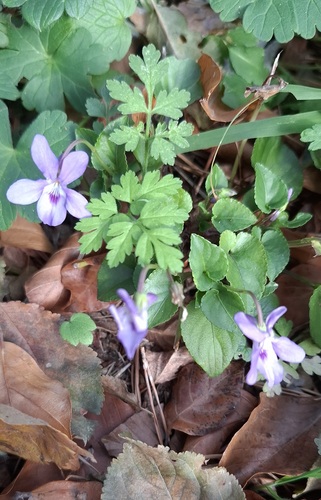 Viola reichenbachiana (Early Dog-violet)