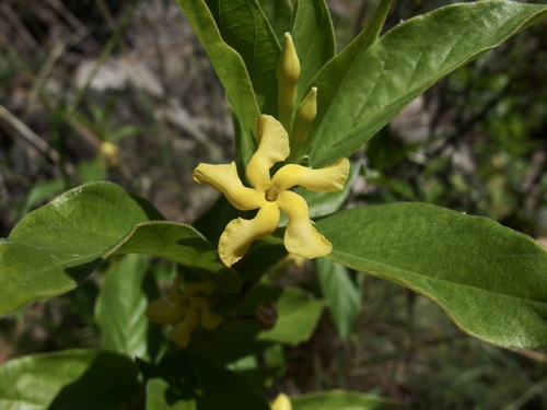 Mandevilla (Rocktrumpets) (alternate view 5)