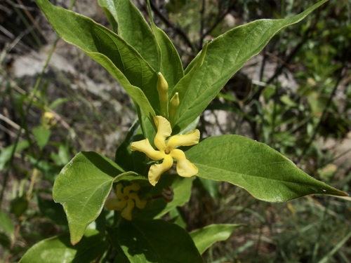 Mandevilla (Rocktrumpets) (alternate view 6)