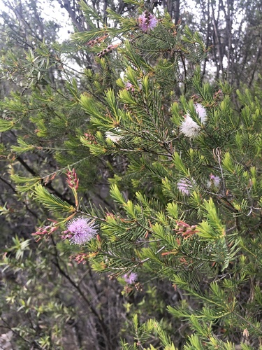 Melaleuca decussata (Totem-poles) (alternate view 4)