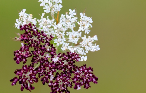 Daucus carota (Queen Ann's lace)