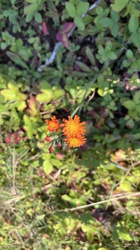 Pilosella aurantiaca (orange hawkweed)