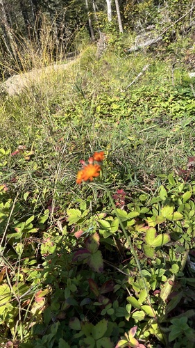 Pilosella aurantiaca (orange hawkweed)