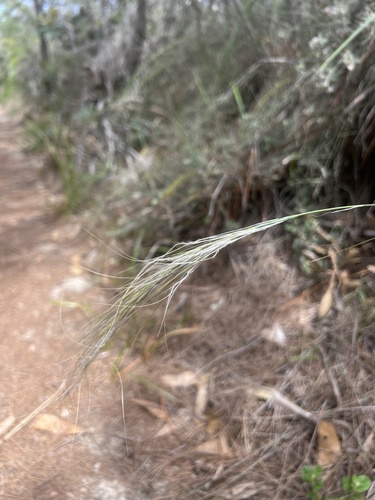 Austrostipa mollis (soft speargrass) (alternate view 2)