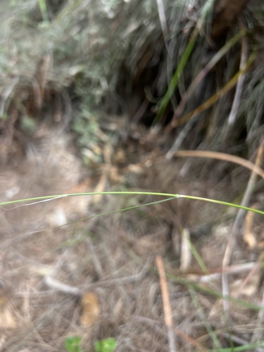 Austrostipa mollis (soft speargrass) (alternate view 3)