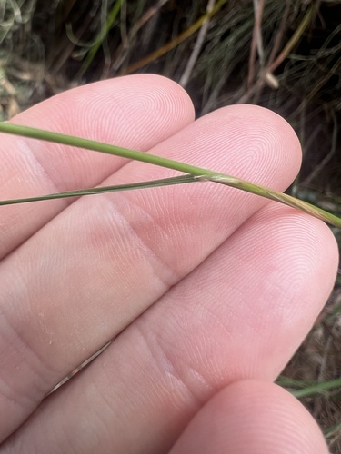 Austrostipa mollis (soft speargrass) (alternate view 4)