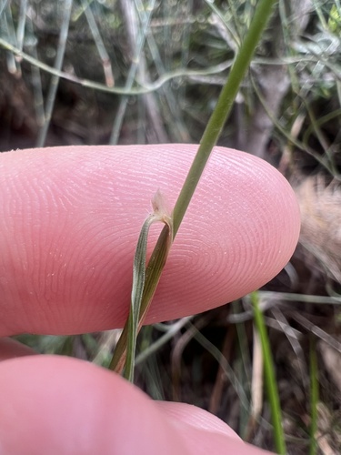 Austrostipa mollis (soft speargrass) (alternate view 5)