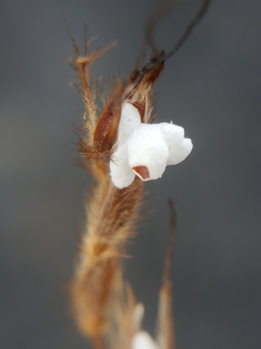 Sorghastrum nutans (Indiangrass)