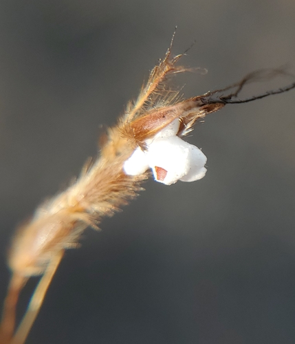 Sorghastrum nutans (Indiangrass)