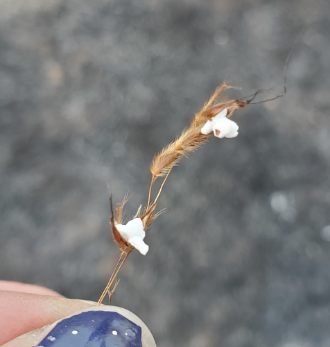 Sorghastrum nutans (Indiangrass)