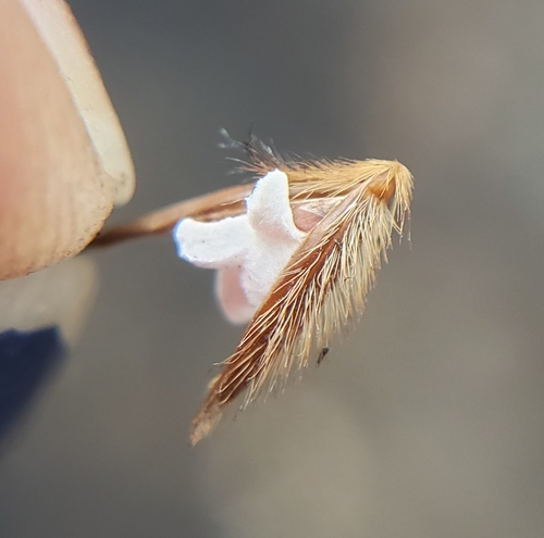Sorghastrum nutans (Indiangrass)
