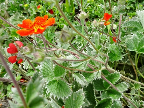 Potentilla atrosanguinea (red cinquefoil) (alternate view 3)
