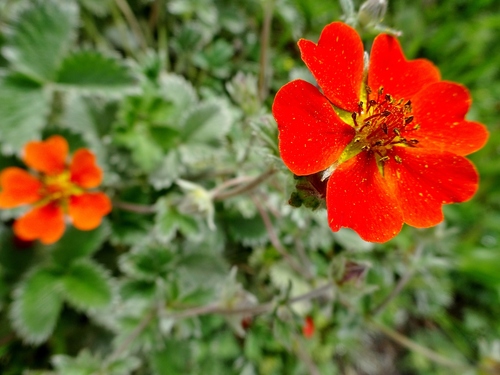 Potentilla atrosanguinea (red cinquefoil) (alternate view 4)