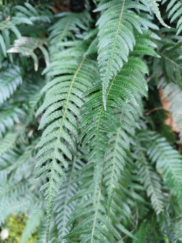 Doodia caudata (Small Rasp Fern) (alternate view 2)