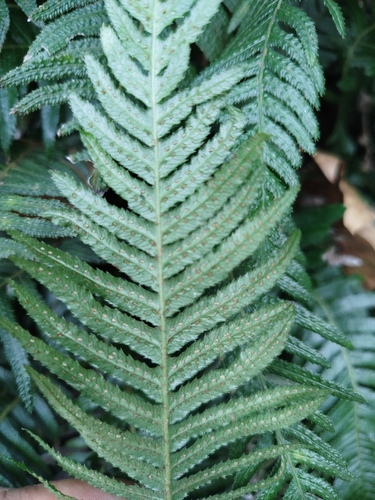 Doodia caudata (Small Rasp Fern) (alternate view 3)