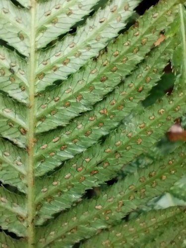 Doodia caudata (Small Rasp Fern) (alternate view 4)