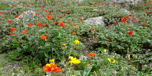 Potentilla atrosanguinea (red cinquefoil) (alternate view 5)